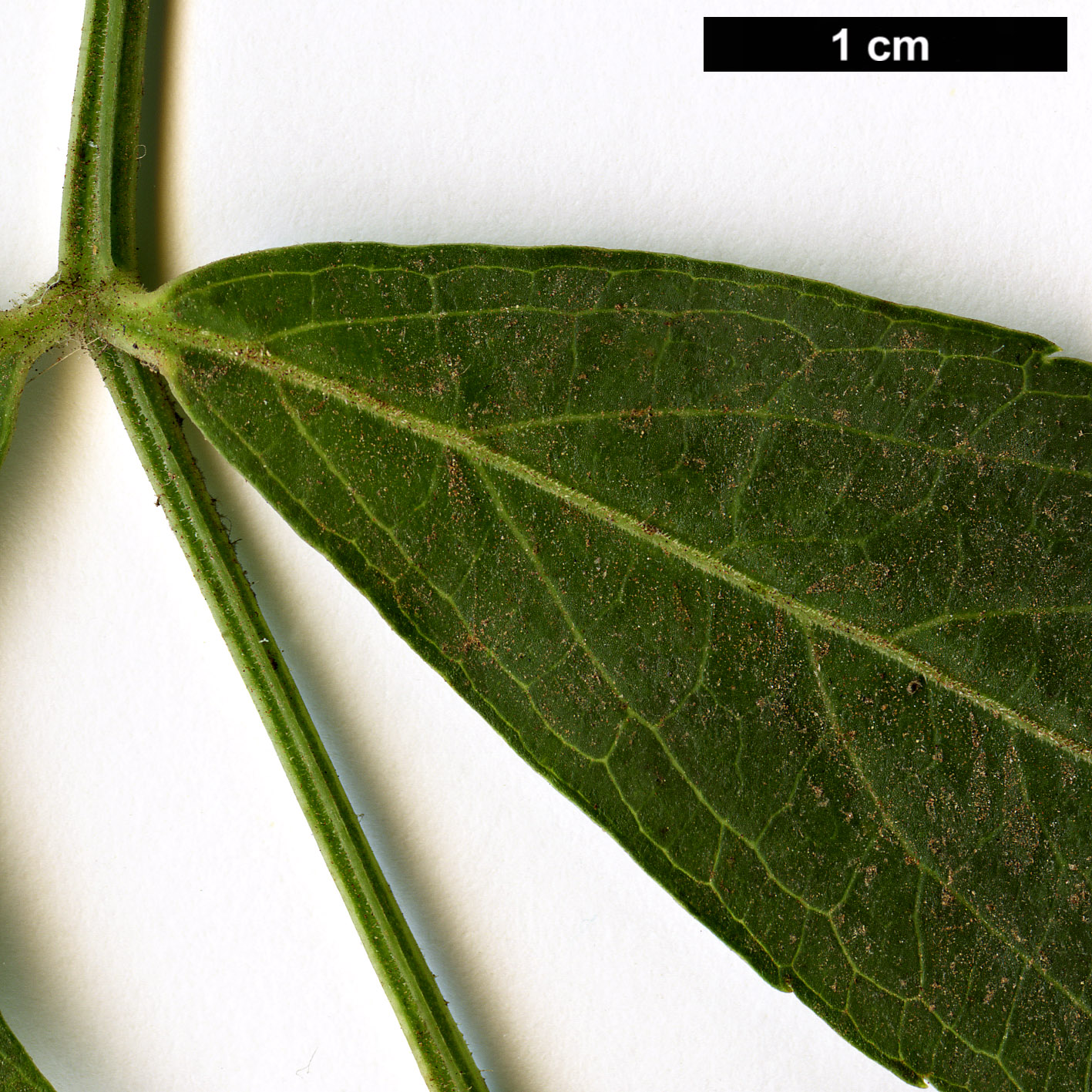 High resolution image: Family: Adoxaceae - Genus: Sambucus - Taxon: nigra - SpeciesSub: subsp. palmensis